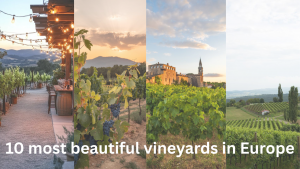 Top 10 Most Beautiful Vineyards in...