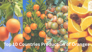 Top 10 Countries for Orange Production...
