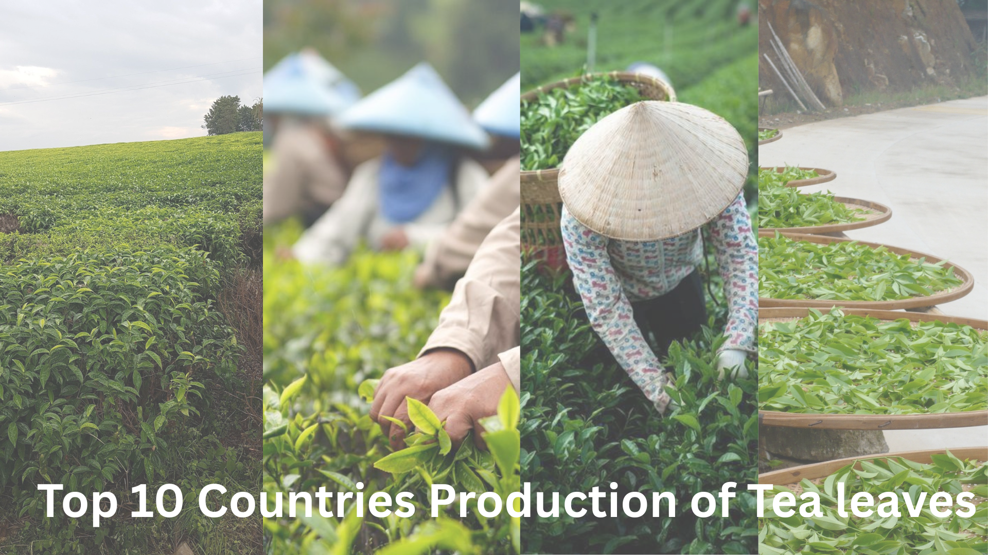 Top 10 Countries in Tea Leaf... Top 10 Countries in Tea Leaf...
